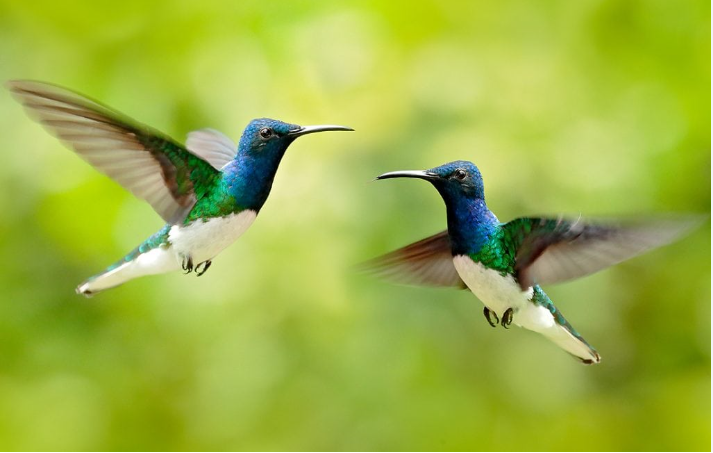 Hummingbird Meaning: Spiritual, Cultural & Symbolic Insights