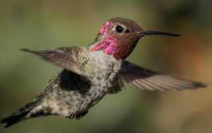 Hummingbird Meaning